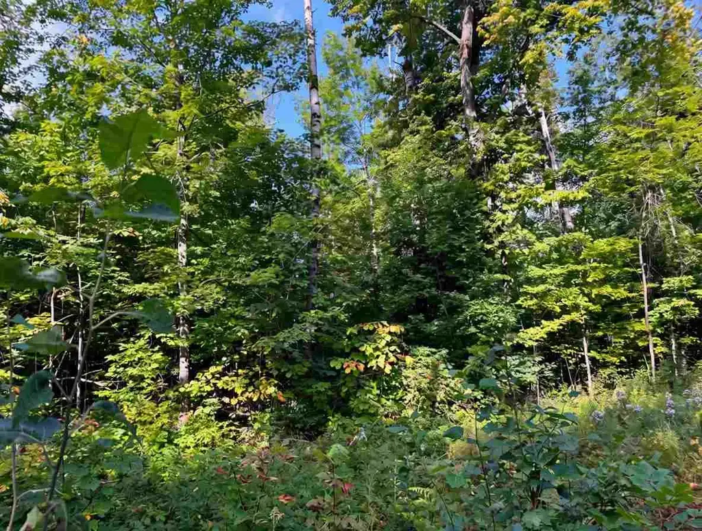 3397 Indian Road, Brutus
