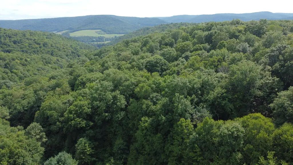 Fox Hollow Rd, Roulette
