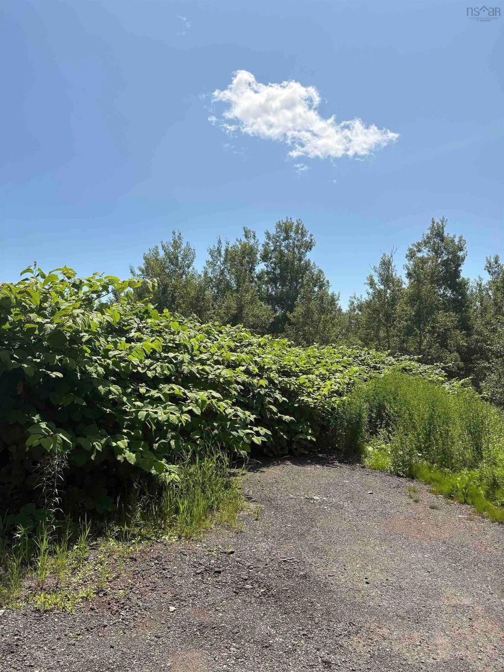 Lorway Avenue, Reserve Mines