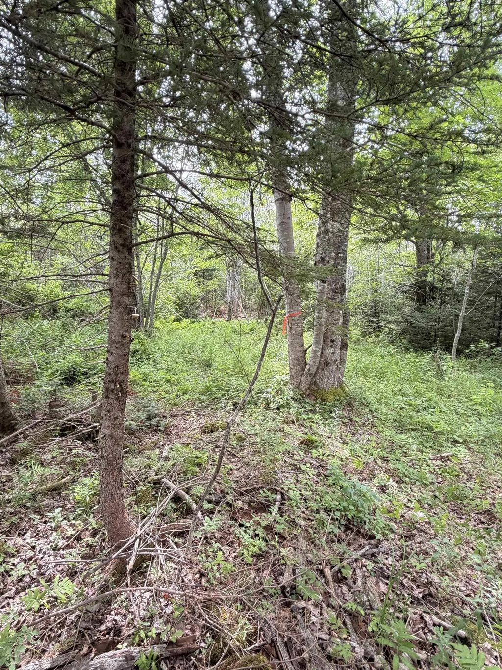 Lot 2026 Perotte Road, Perotte