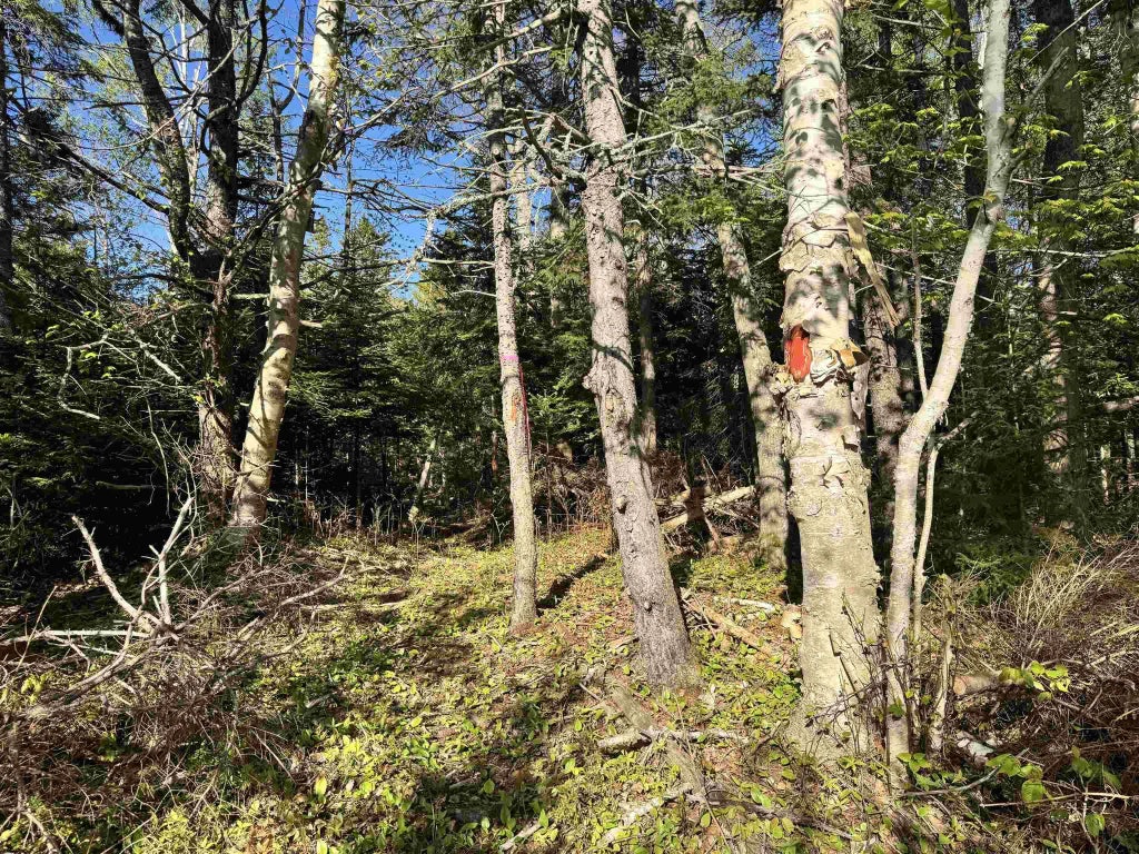 24-1 Forest Drive Extension, Pictou