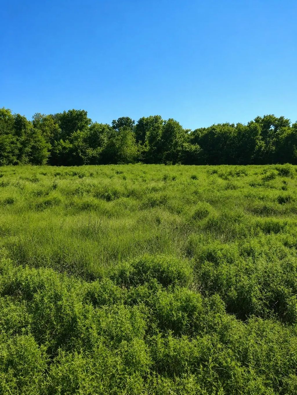 2653 Private Road 4830 5, Sulphur Springs