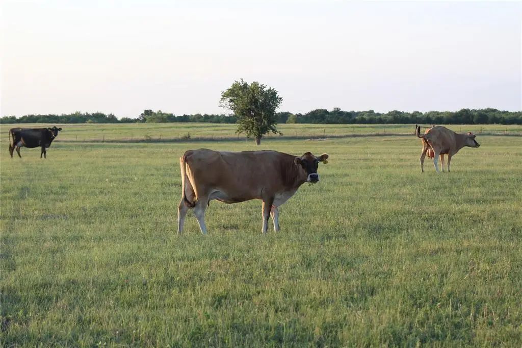 Tbd Co Rd 4518, Wolfe City