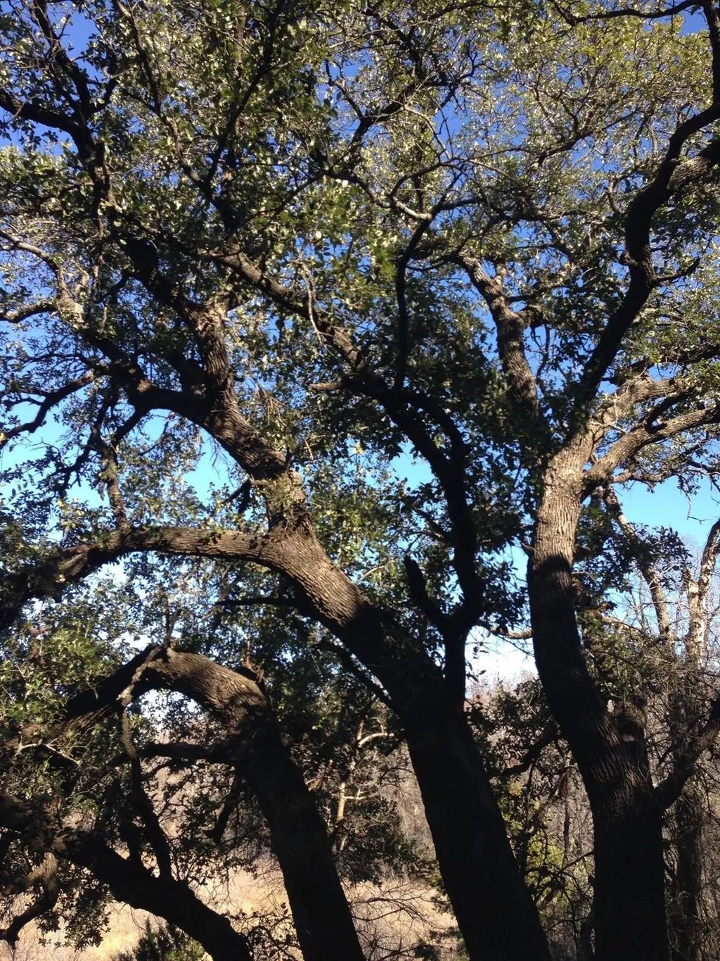 Lot 694 Balcones Lane, Possum Kingdom Lake