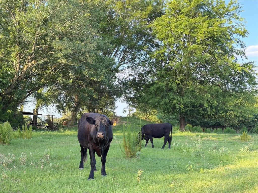 Tbd Cr 4260, Mount Pleasant