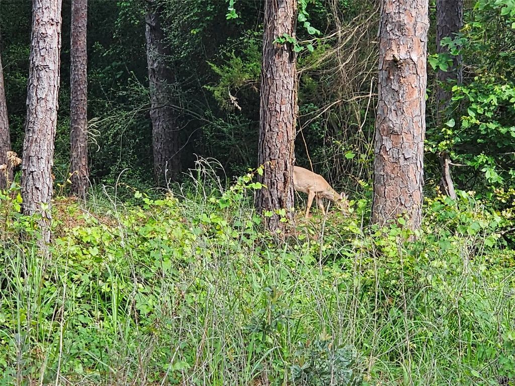 Tbd Green Meadow Trail (lot 140), Holly Lake Ranch
