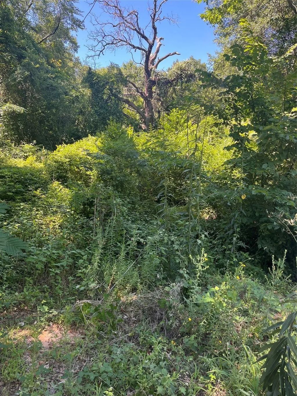 Ponderosa Drive, Eustace