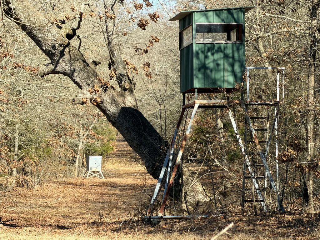 3055 Fm 194, Blossom