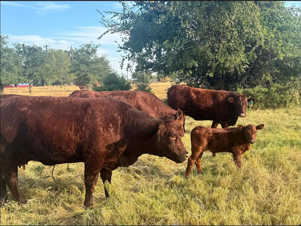 1870 Ross Lane 1, Springtown