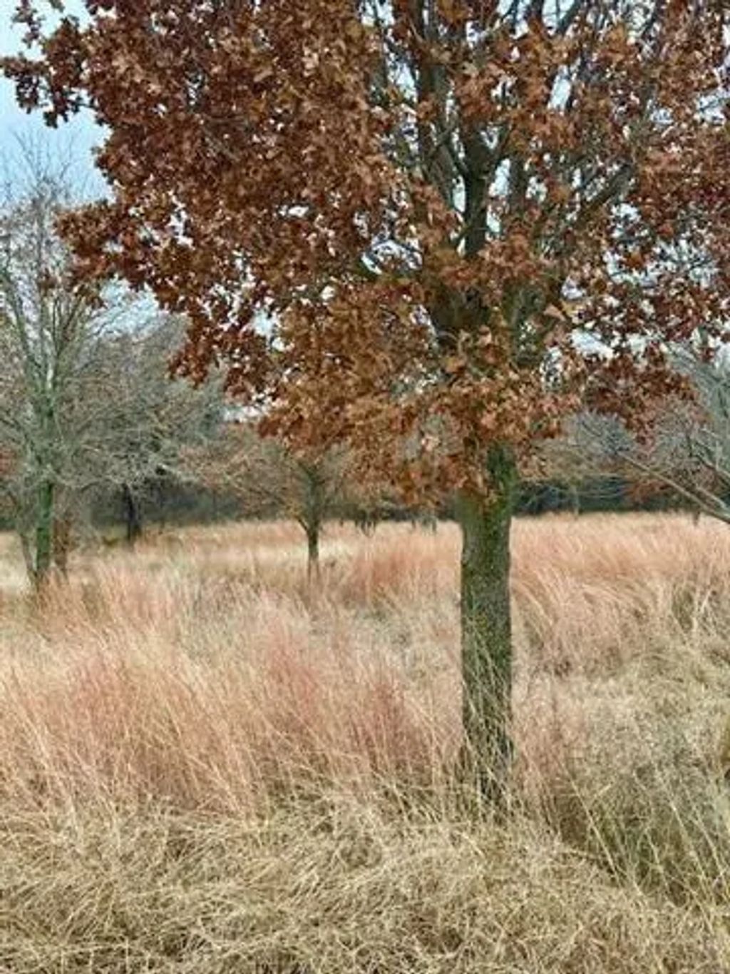 702 County Road 3597, Boyd