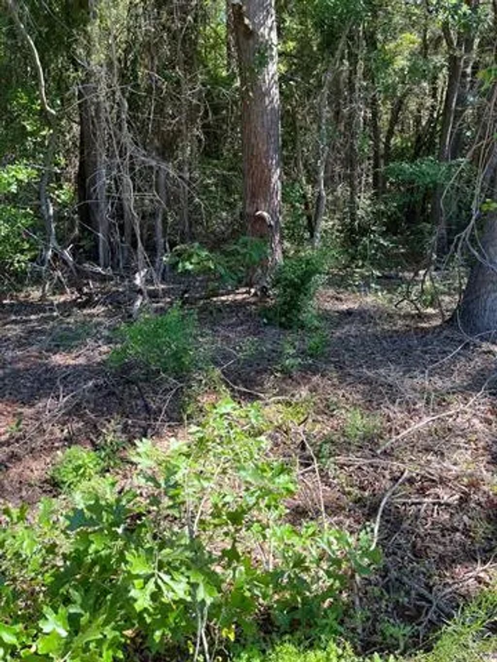 Fm 1801, Mineola