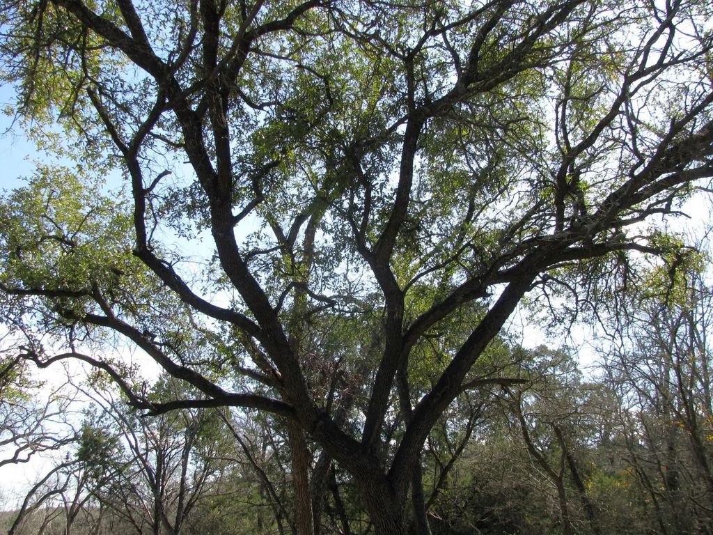 Lot 42 Ph 4 Pr 42129, Evant