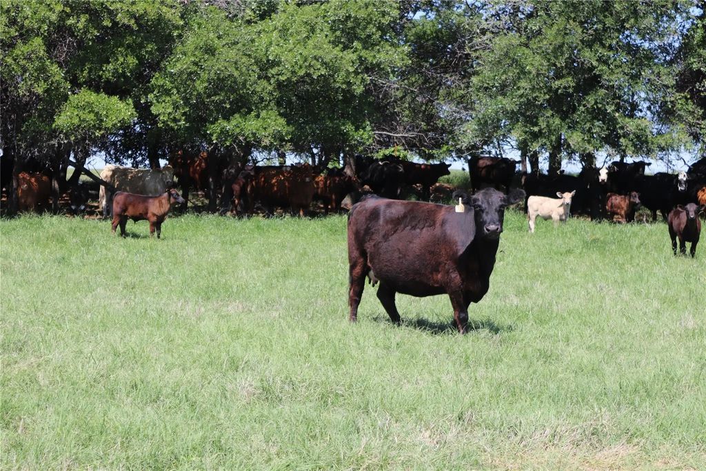 293 Acres Deer Creek Rd, Henrietta