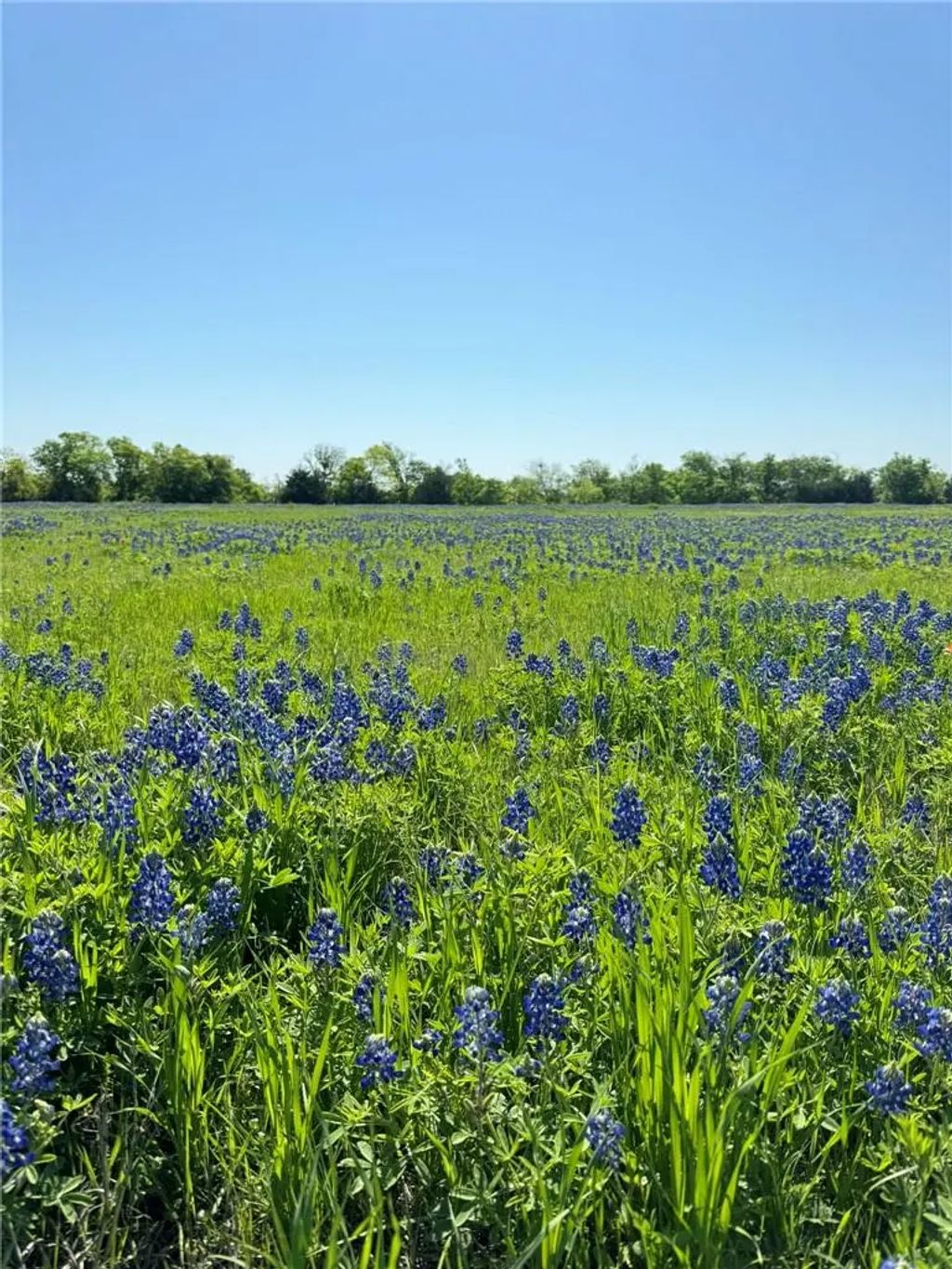 5.01 Acres Fm 308 Road, Penelope