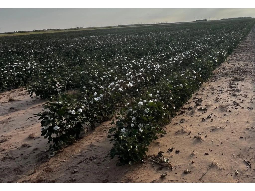 Tbd Fm 617, Weinert