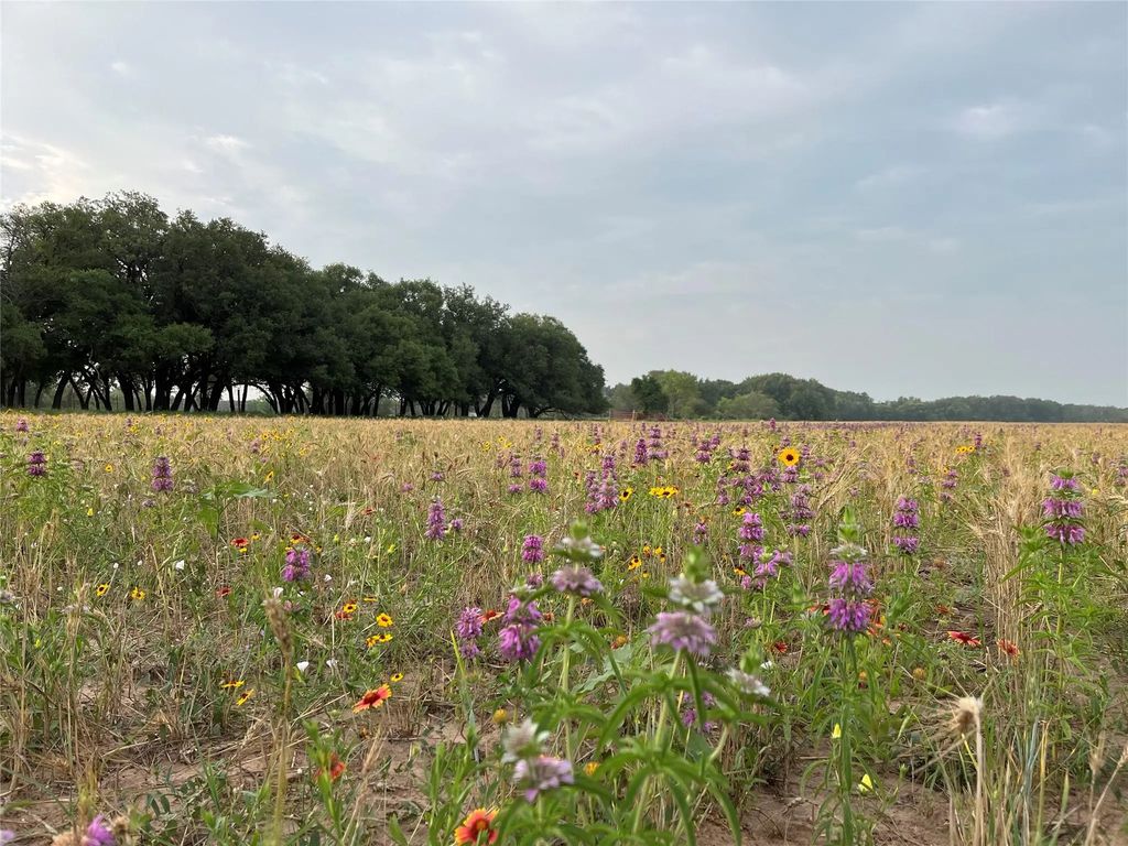 Tbd Cr  131 , Tuscola