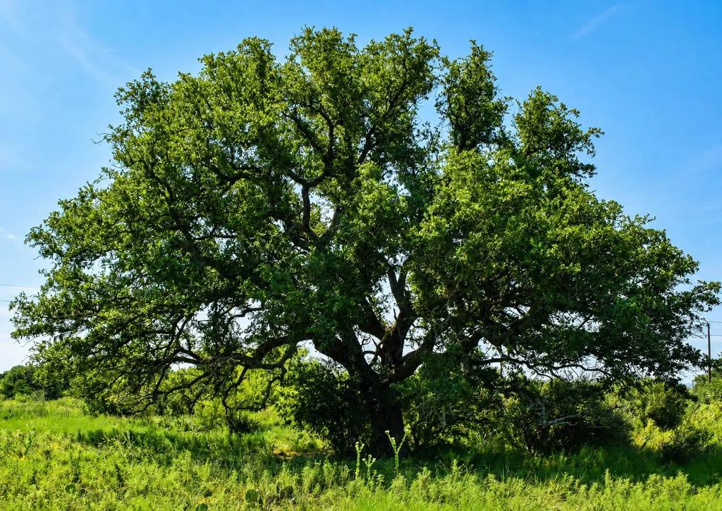 707+/- Acre Cr 208, Voca