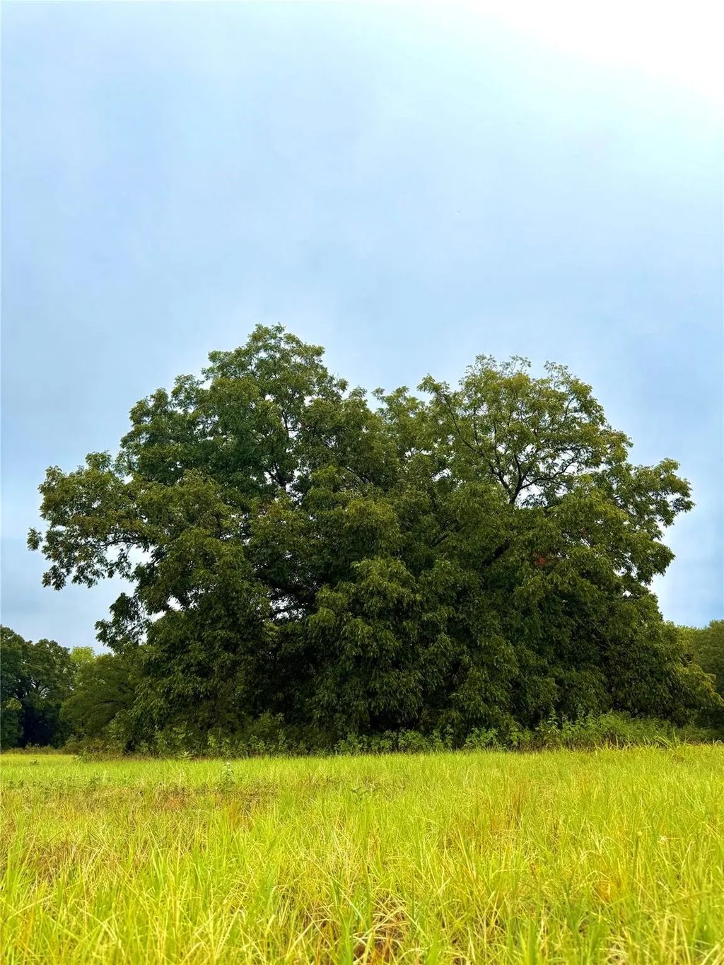 Tbd Tract D Fm 513  Tx, Point