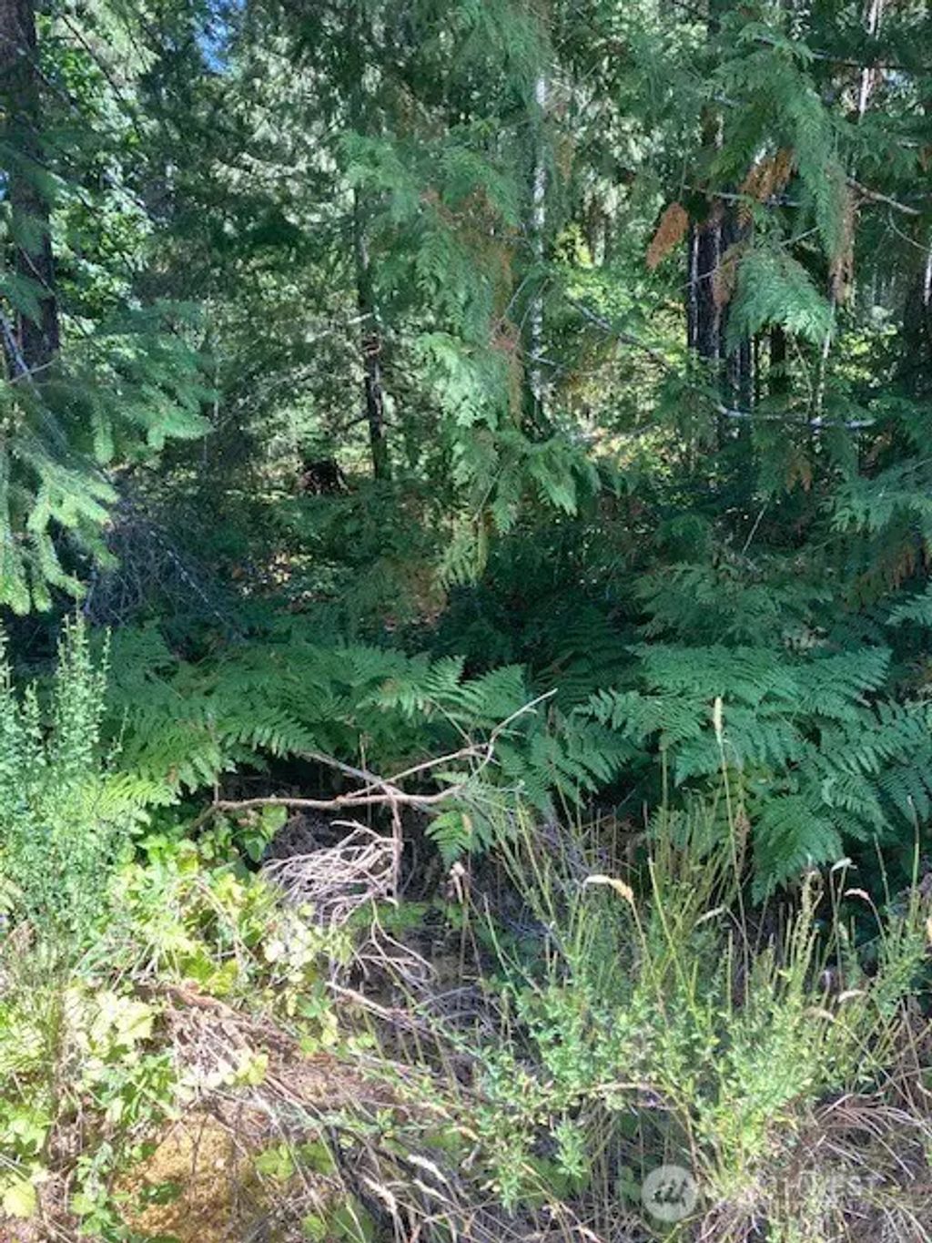 21 N Goldeneye Drive, Hoodsport