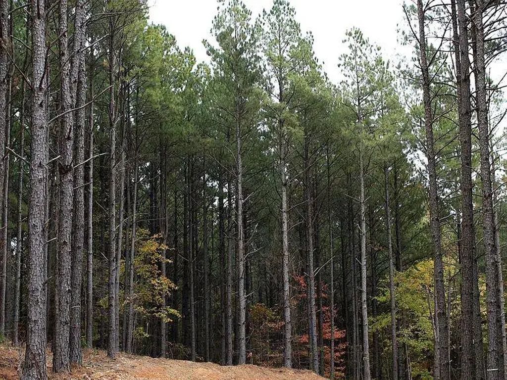 Pine Ridge Trail, Broken Bow