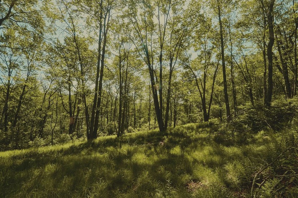 Benton Hollow, Liberty