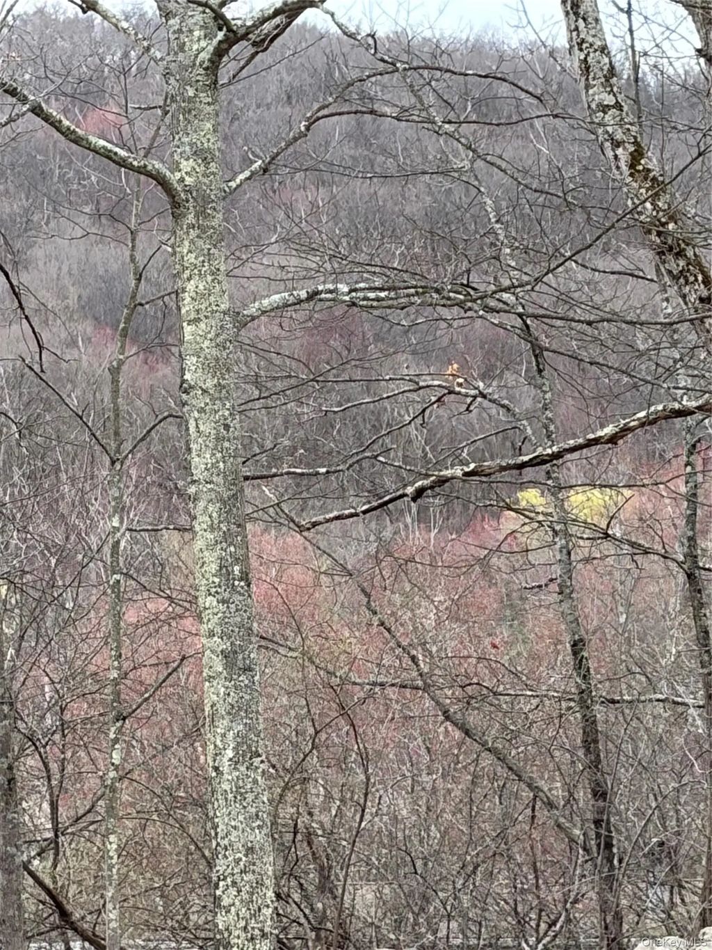 Fox Mountain, Livingston Manor