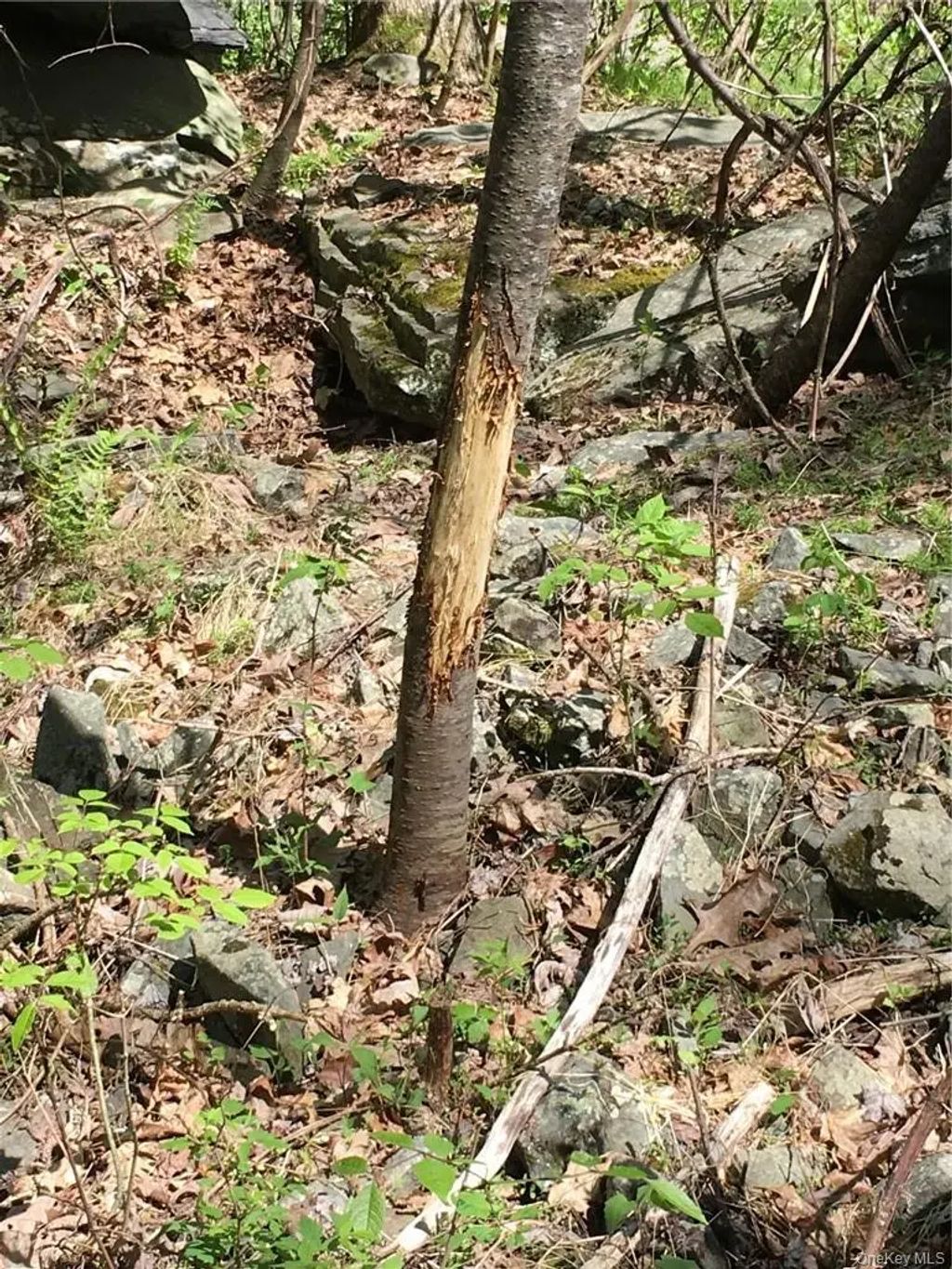Logtown Road, Port Jervis