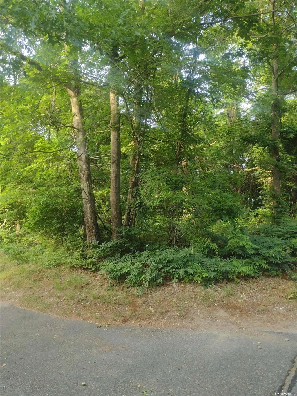 Cedar Lane, Medford