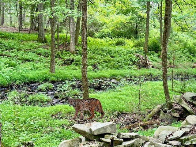 Baran Drive, Glen Spey