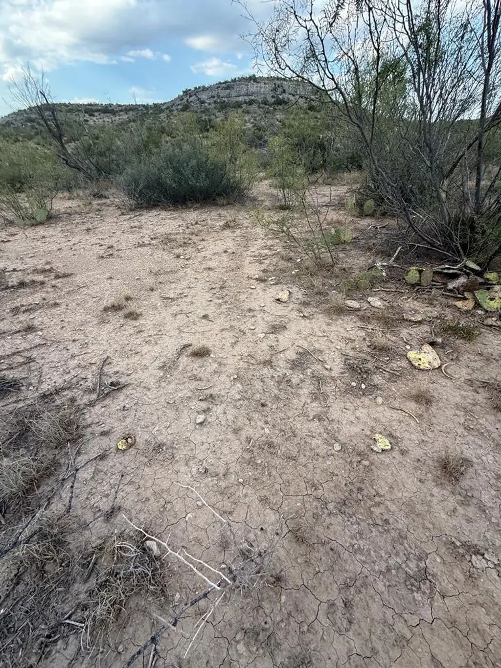 Cactus Rose Lane, Ozona