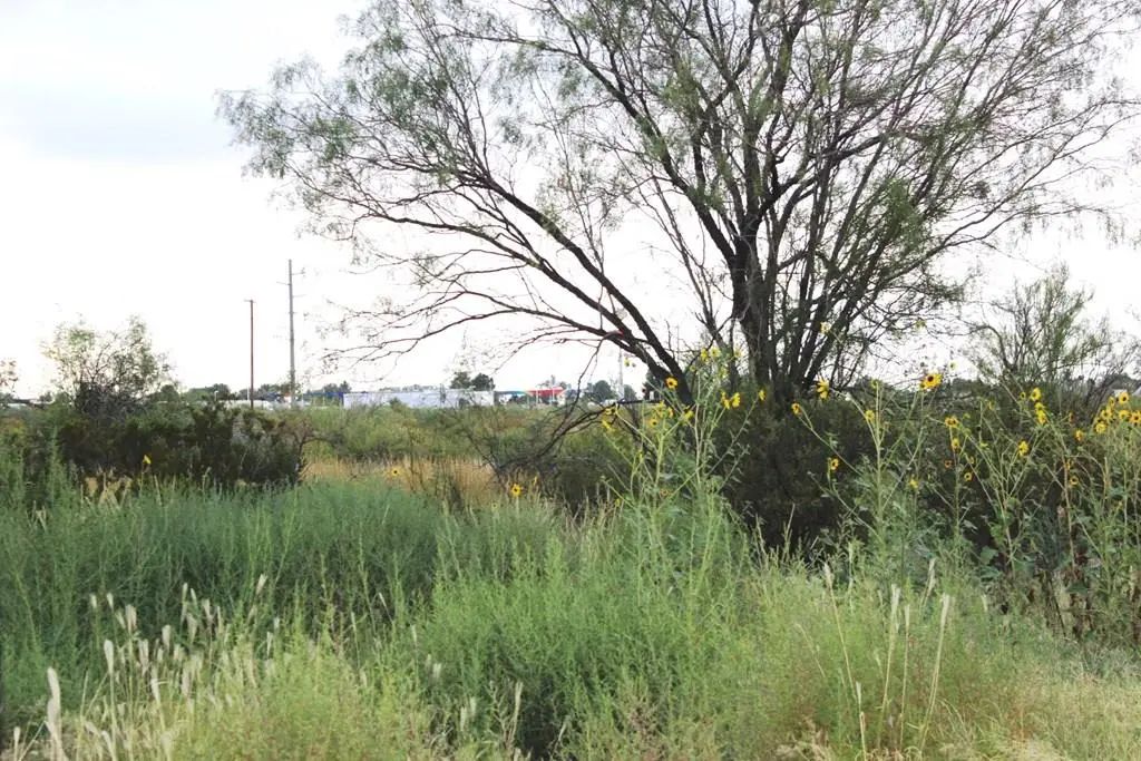 Sycamore, Fort Stockton