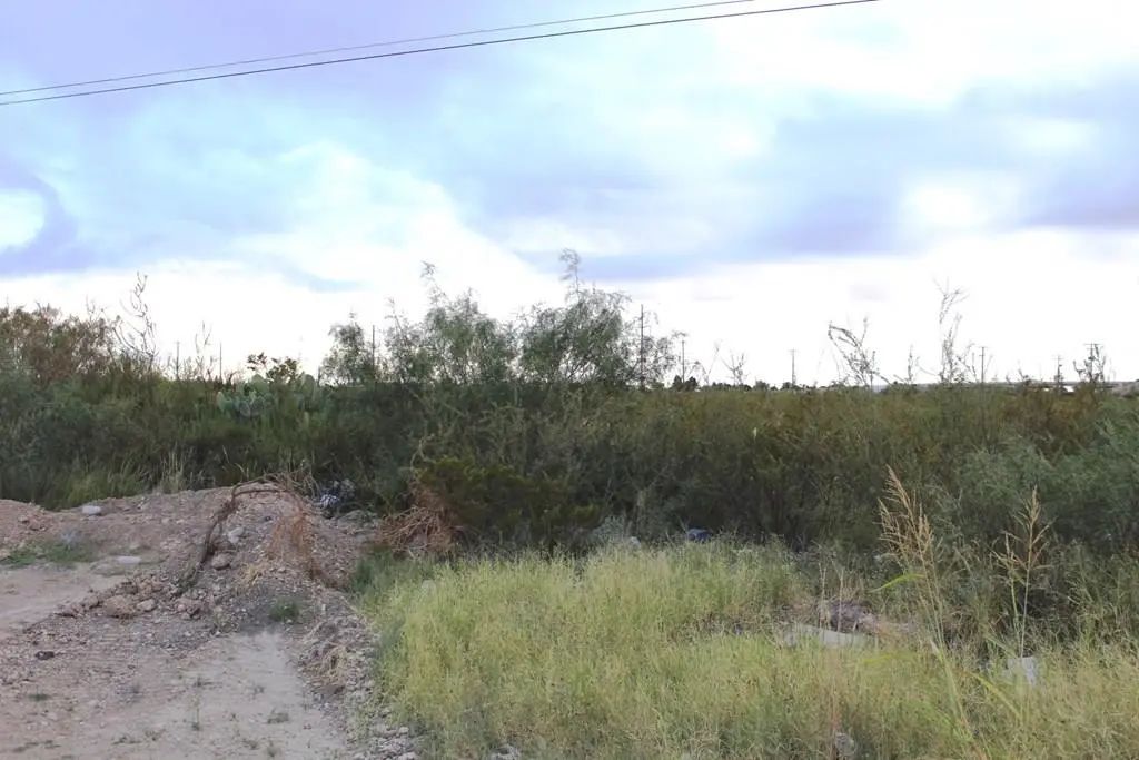 Sycamore, Fort Stockton