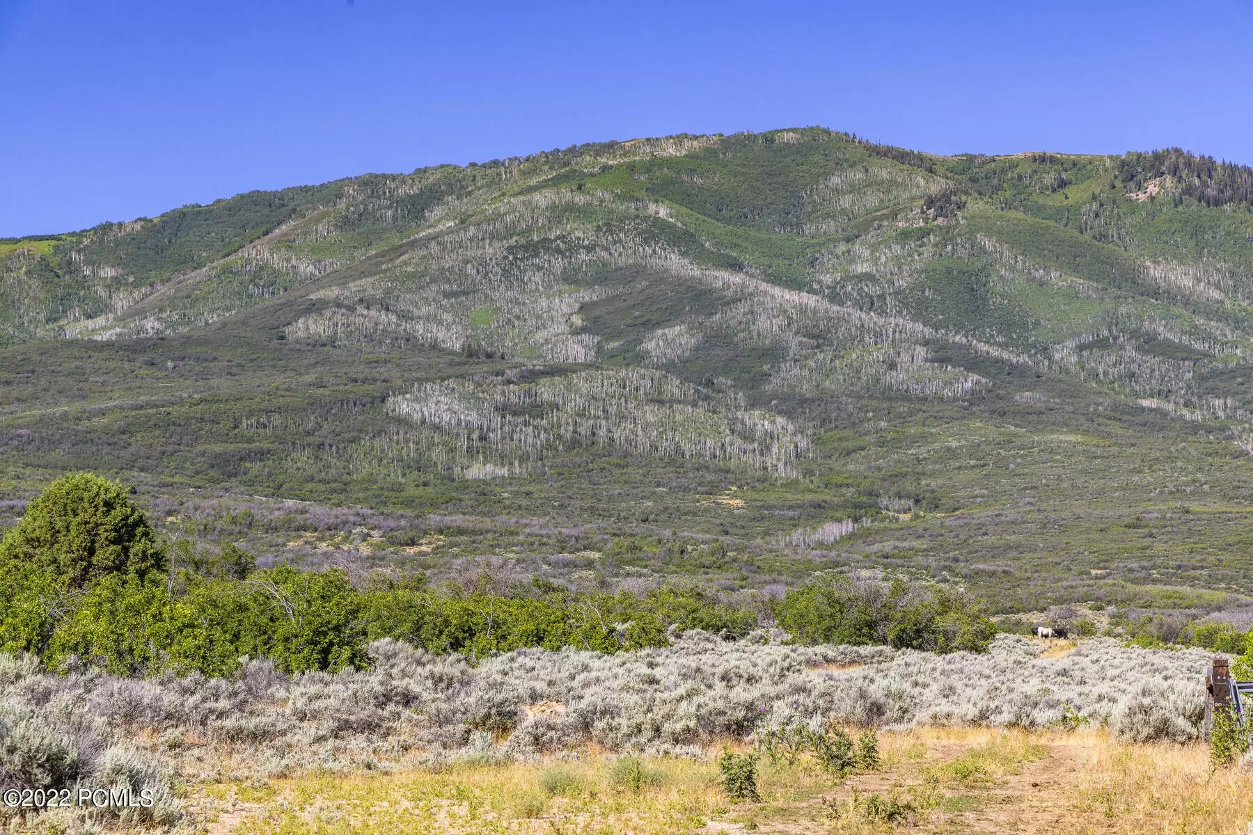 Photo of Listing #12203053