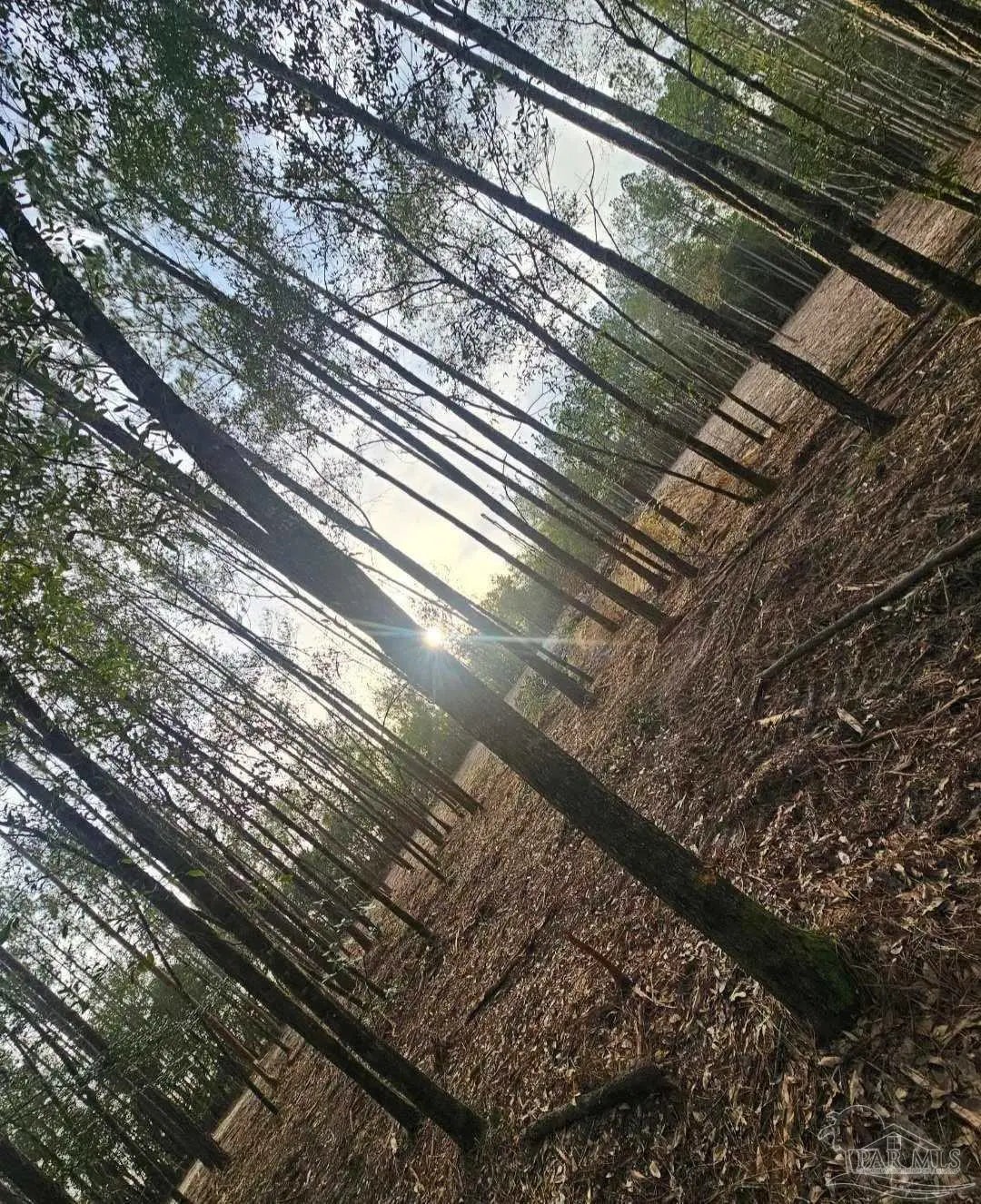 Photo of Listing #668135