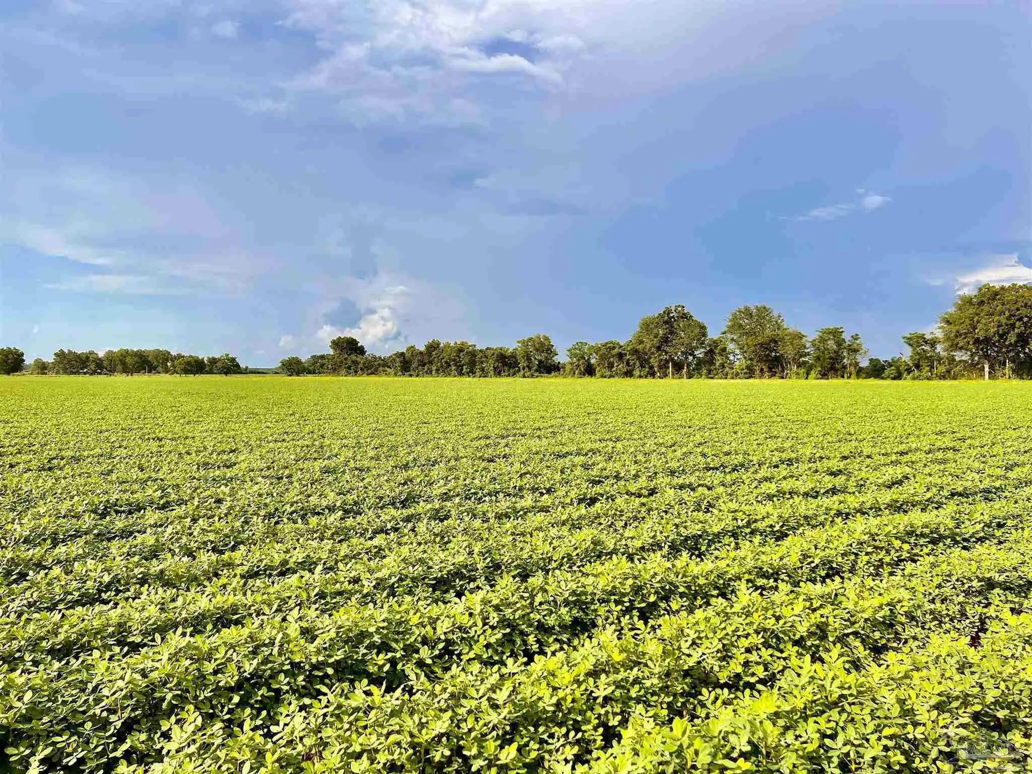 Photo of Listing #621821