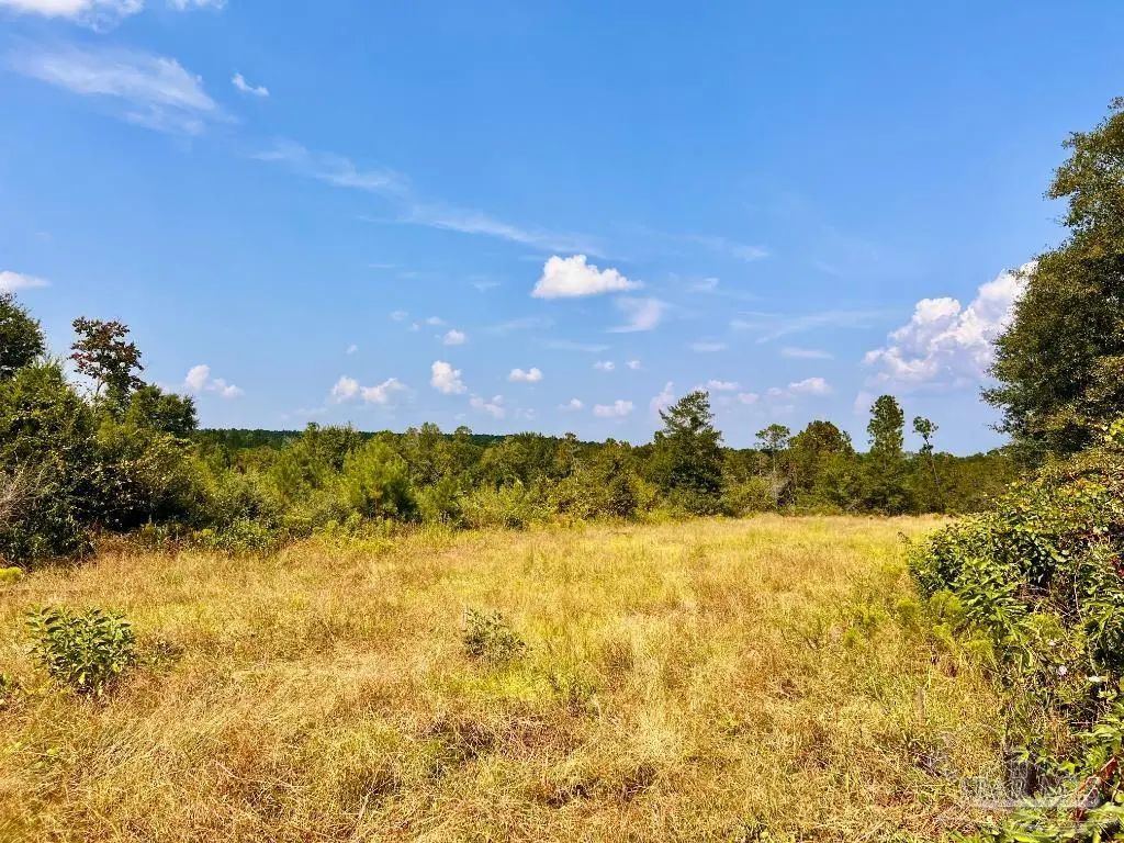 Lot 16 Morgans Branch, Molino