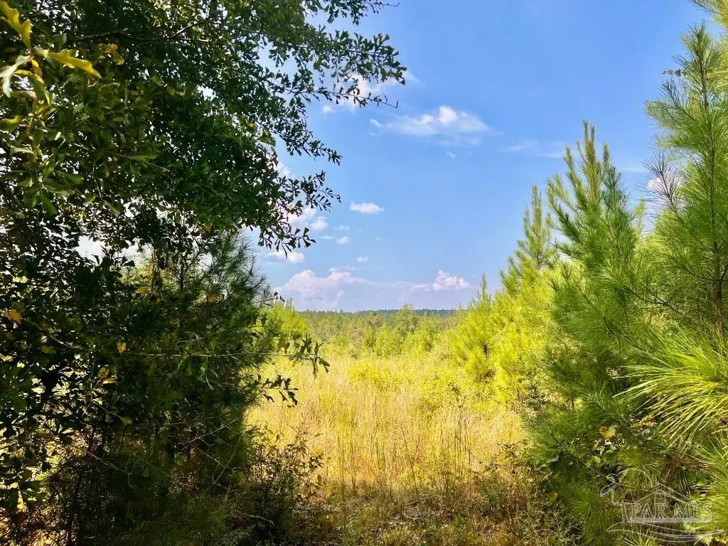 Lot 15 Morgans Branch, Molino
