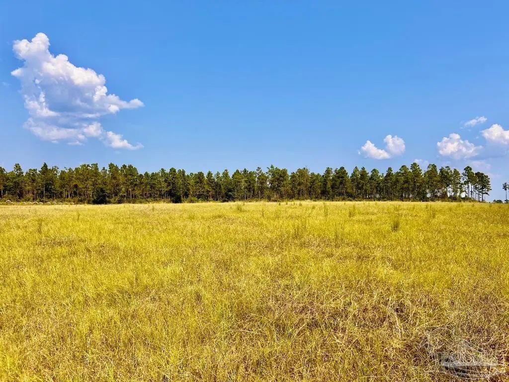 Lot 26 Morgans Branch, Molino