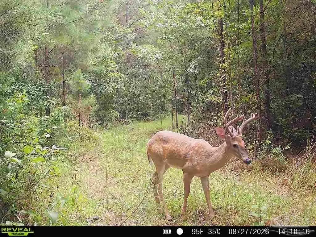 Photo of Listing #688719