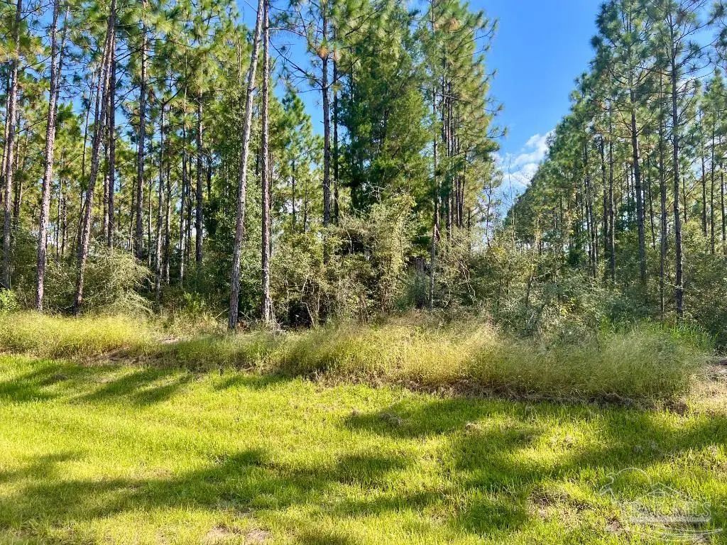 Lot 29 Morgans Branch, Molino