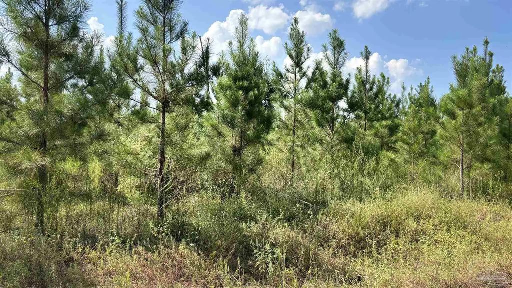 Lot 88 Posie Forest Rd, Milton