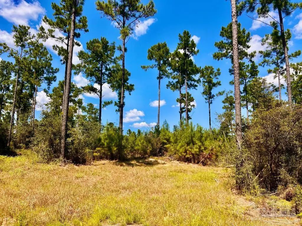 Lot 1 Morgans Branch, Molino