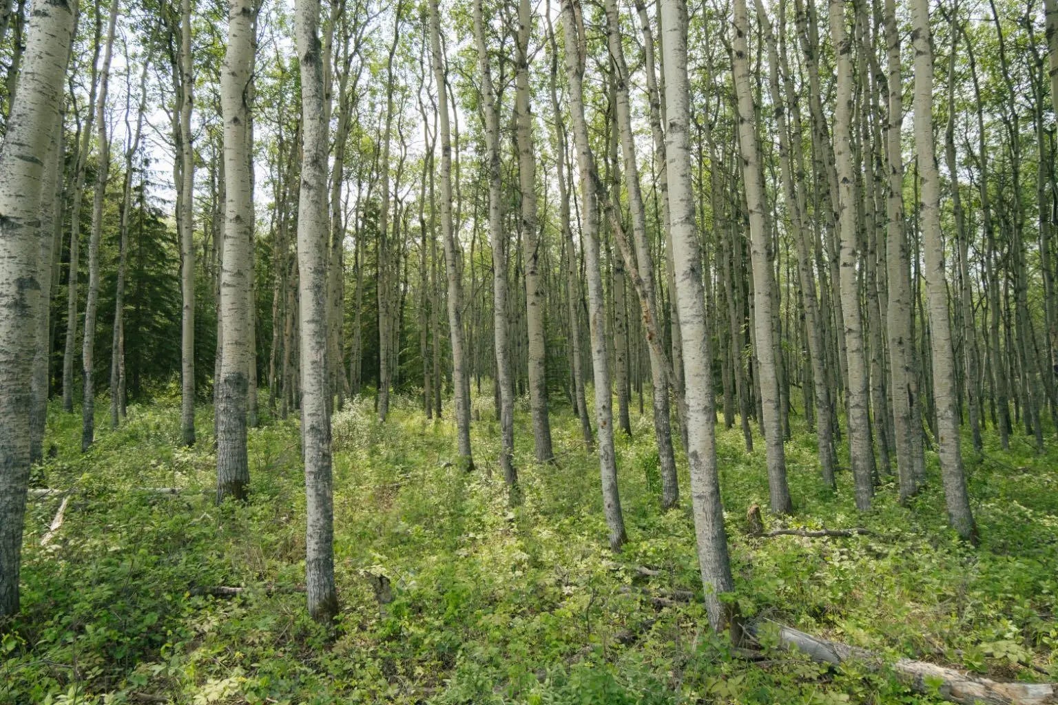 Photo of Listing #A2288606