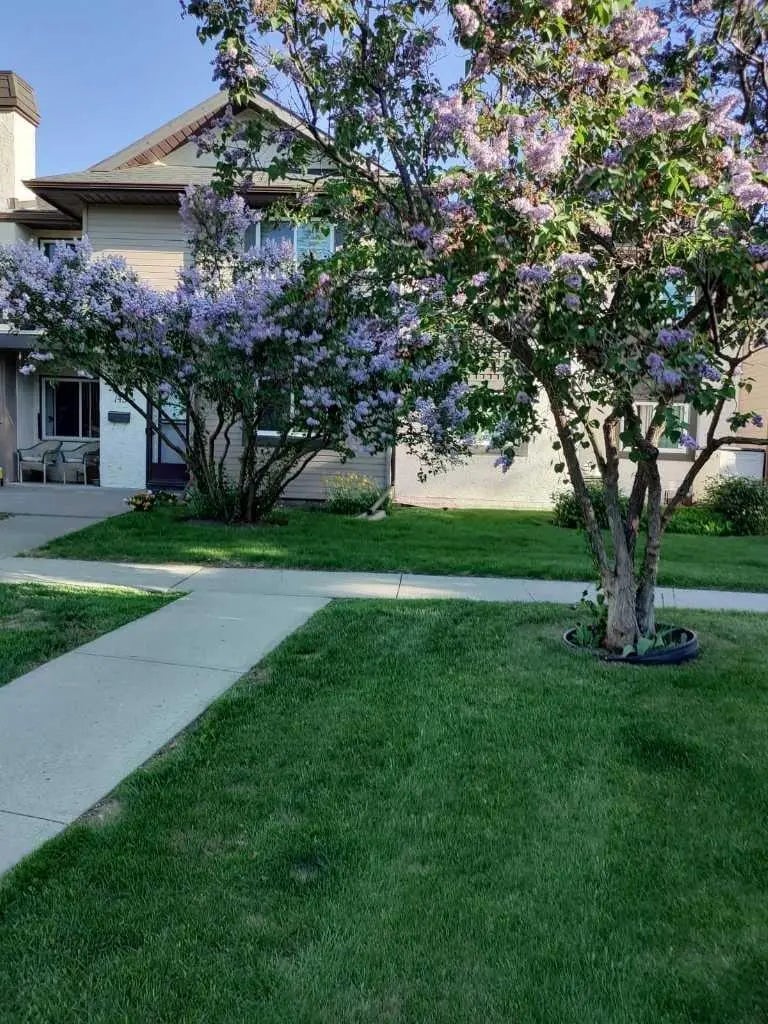 Photo of Listing #A2289426