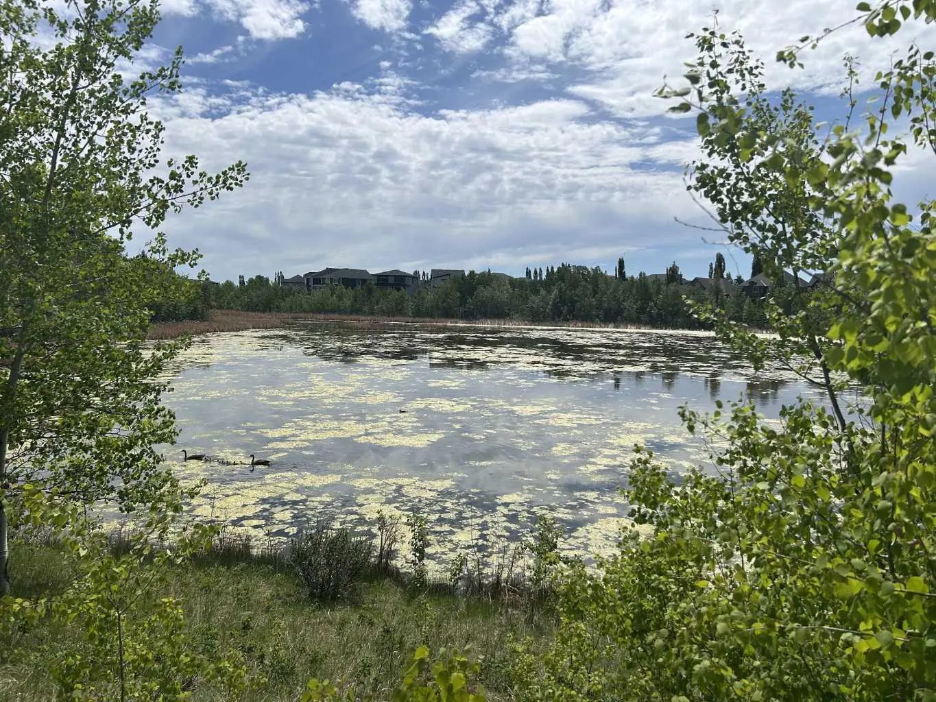 284 Rock Lake Drive Northwest, Calgary – Land Residential Land Listing Photo 7