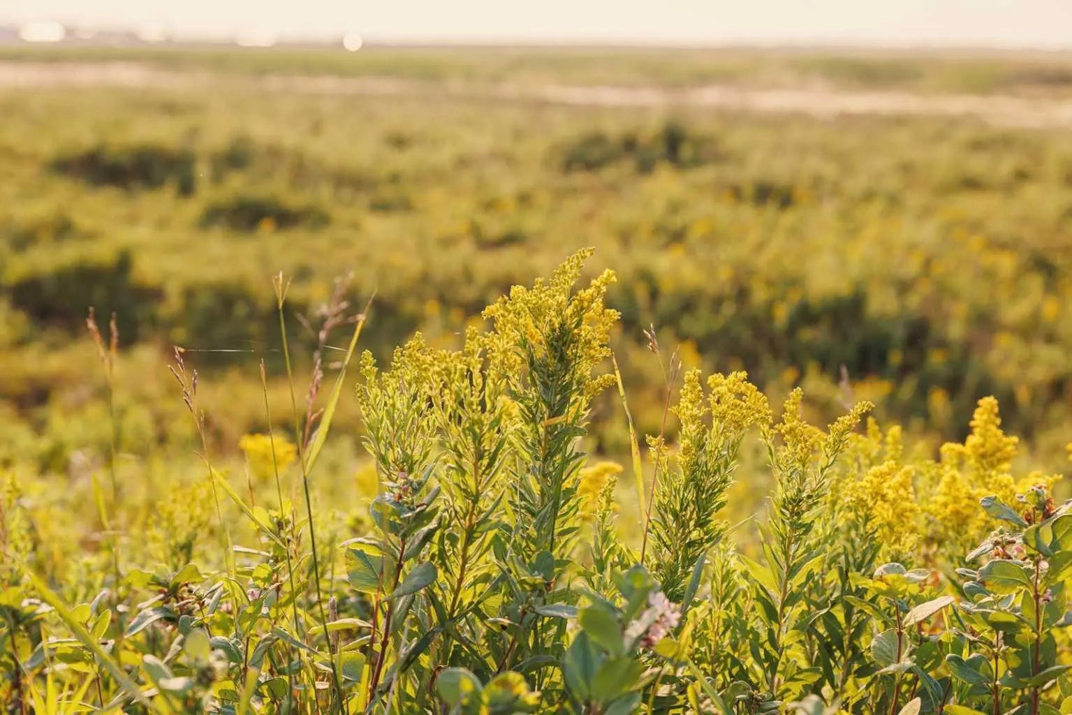 Photo of Listing #A2158857