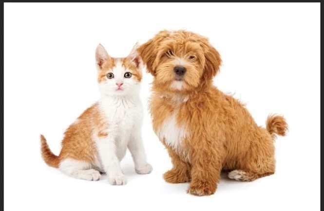 123 Pet Specialty With Grooming Way, Edmonton