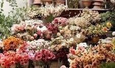 Photo of Listing #A2274194