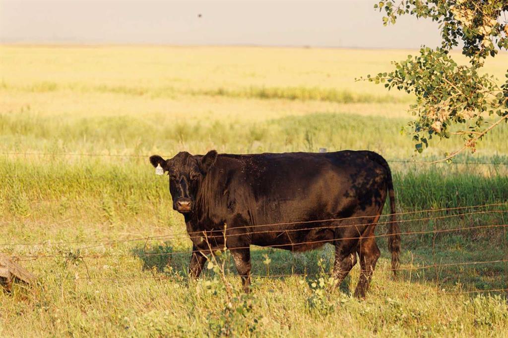 Photo of Listing #A2252297