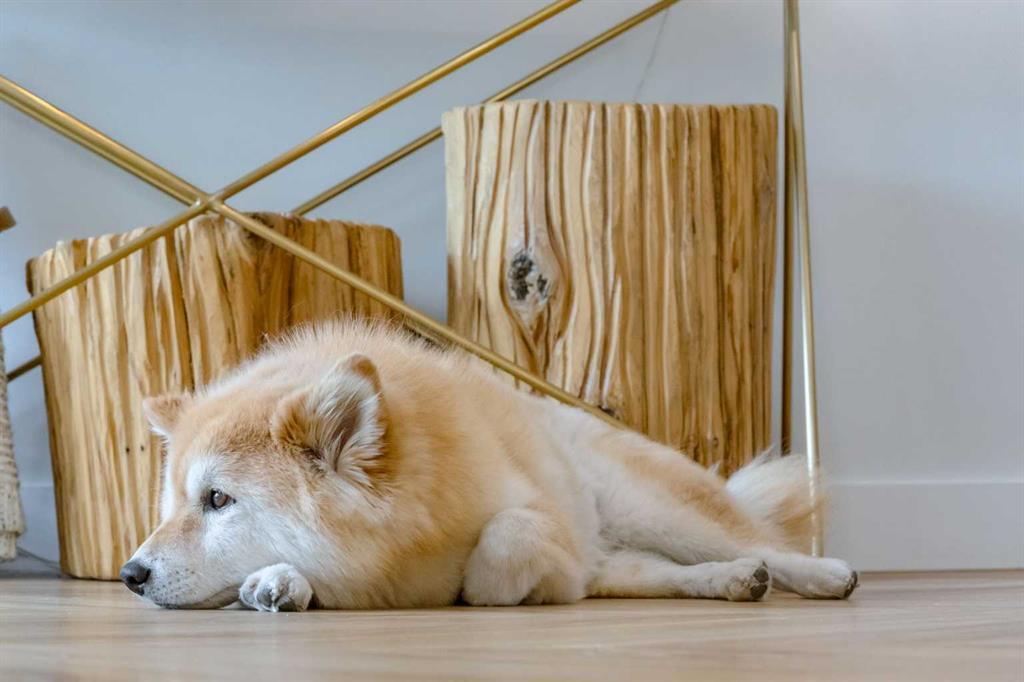 110, 8445 Broadcast Avenue Southwest, Calgary – Residential Apartment Listing Photo 4